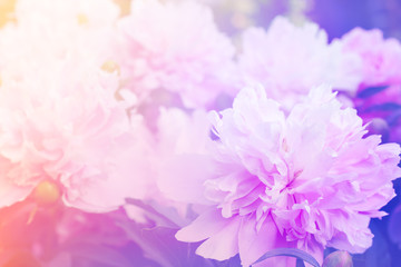 Floral background