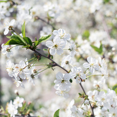 Beautiful flowers blossom in spring