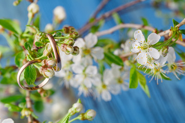 Cherry blossom on blue background