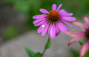 Fototapeta premium White Crab spider (Misumena vatiaon)
