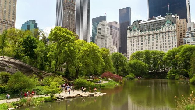 Pond in Central Park