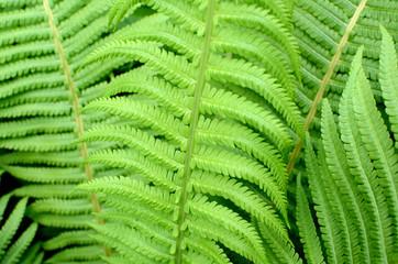 Green Fern Leaves in the Garden