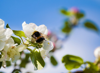 Spring apple blossom, white flowers at apple tree and bumblebee. Closeup. Soft focus.