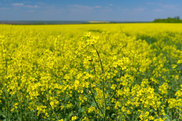 May landscape with flowering rape-seed field located in central Ukraine