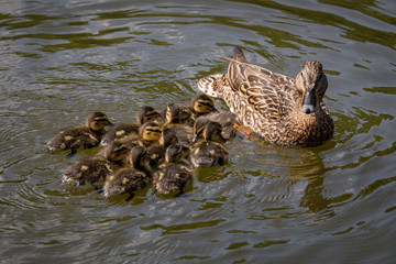 Mother duck with ducklings
