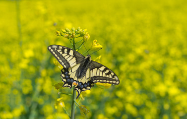 Old World Swallowtail (Papilio machaon) butterfly in rape-seed field located in central Ukraine