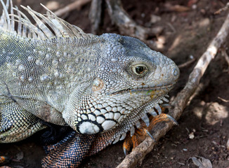 Iguana