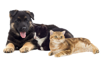 Puppy and kitten together