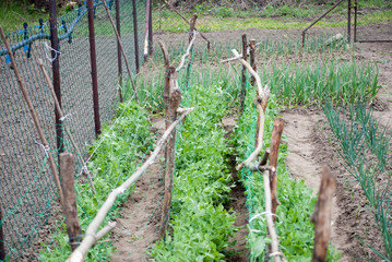 Vegetable garden near forest by Tisa river in Serbia