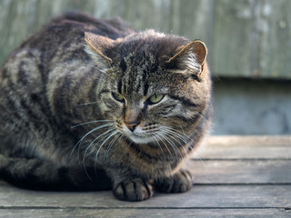 Gray, striped cat on a wooden board 