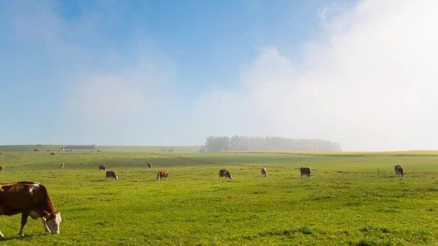 Cows In Field