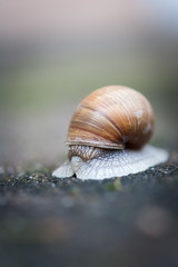 Helix pomatia, Weinbergschnecke oder Schwäbische Auster