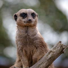 Meerkat or Suricate (Suricata suricatta)