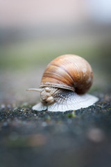 Helix pomatia, Weinbergschnecke oder Schwäbische Auster