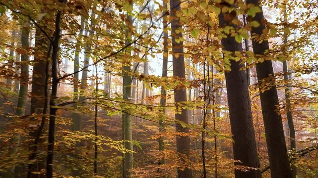 Autumn Trees