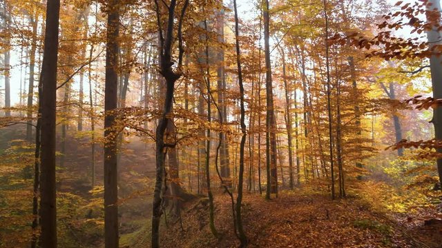 Autumn Trees