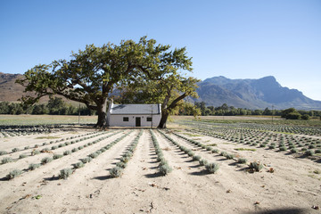 FRANSCHHOEK WESTERN CAPE SOUTH AFRICA - APRIL 2016 - A lavender farm in the Franschhoek Valley with a backdrop of the Simonsberg mountain