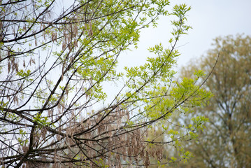 Riverside Forest on bank of Tisa river