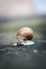 Helix pomatia, Weinbergschnecke oder Schwäbische Auster
