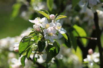 Fototapeta premium Apfelblüten