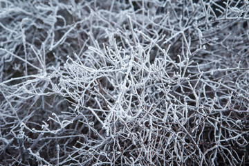 Wintry landscape with shrubs covered with hoarfrost
