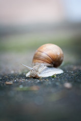 Helix pomatia, Weinbergschnecke oder Schwäbische Auster