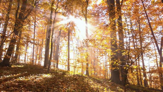 Autumn Trees