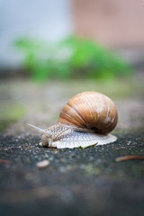 Helix pomatia, Weinbergschnecke oder Schwäbische Auster