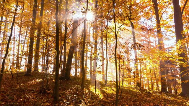 Autumn Trees