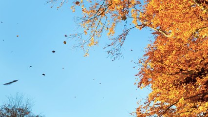 Autumn Leaves - Powered by Adobe