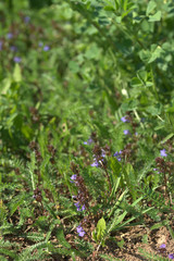 Душистые луговые цветы в траве