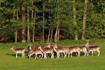 Fallow - fallow deer. (Dama dama ) Beautiful natural background with animals.