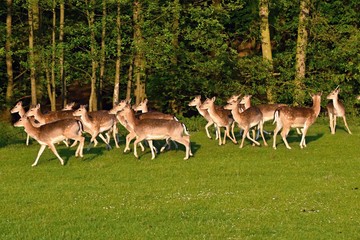 Fallow - fallow deer. (Dama dama ) Beautiful natural background with animals.