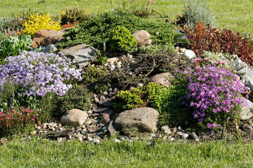 Rock garden with blooming flowers and evergreens