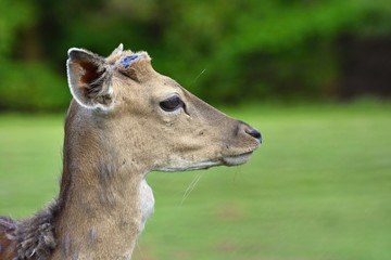 Fallow - fallow deer. (Dama dama ) Beautiful natural background with animals.