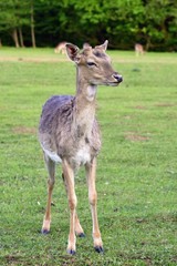Naklejka na ściany i meble Fallow - fallow deer. (Dama dama ) Beautiful natural background with animals.