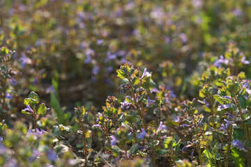 Душистые луговые цветы в траве