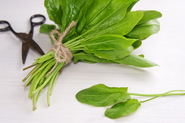 Fresh green sorrel/spinach/salads. Selective focus. Healthy food