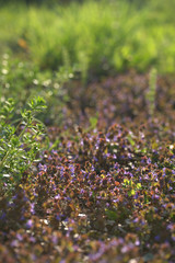 Душистые луговые цветы в траве