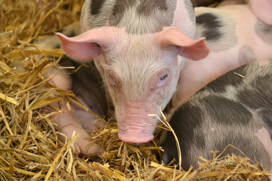 Groin de cochon