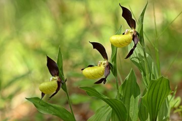 Drei Bl&uuml;ten des Gelben Frauenschuhs (Cypripedium calceolus)
