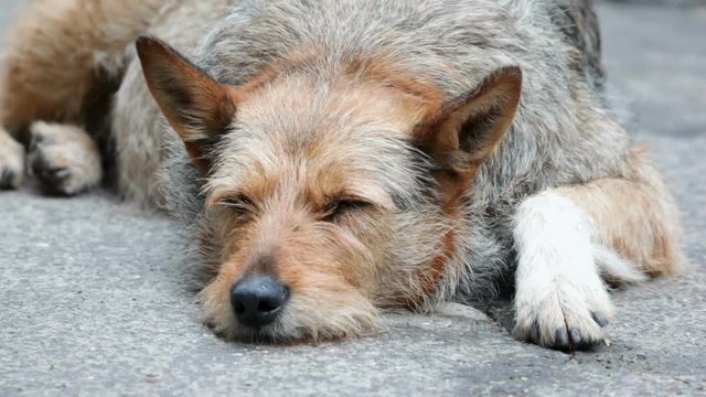 Sad homeless dog lies on the ground