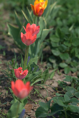 Тюльпаны на грядке с клубникой