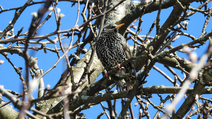 Starling