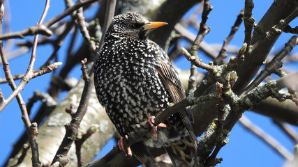 Starling