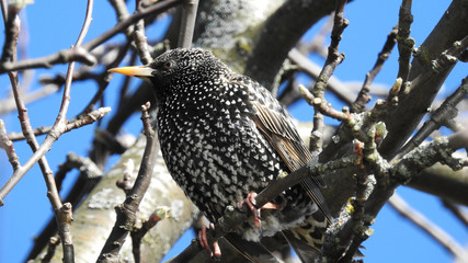 Starling