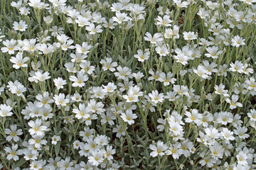 Filziges Hornkraut, Cerastium tomentosum