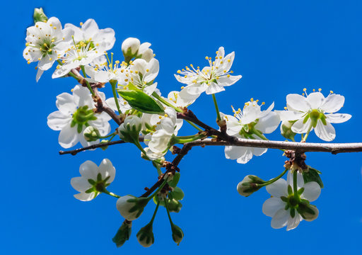 A branch of a blossoming prunus spinosa on sky background