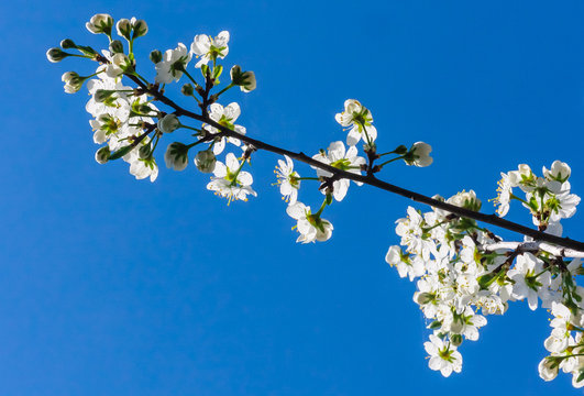 A branch of a blossoming prunus spinosa on sky background