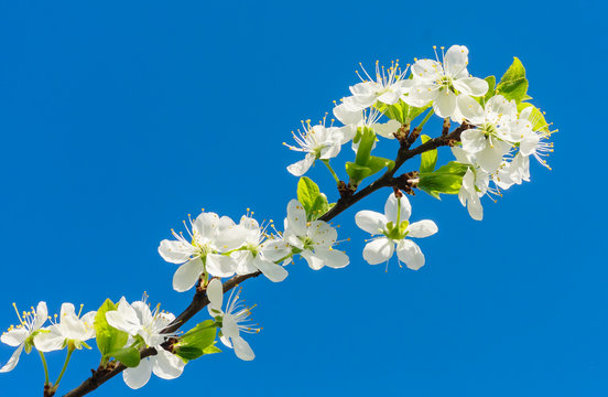 Flowering plum branch against the blue sky